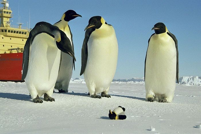 pigloo penguin